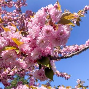 Meet your Posher, Inna